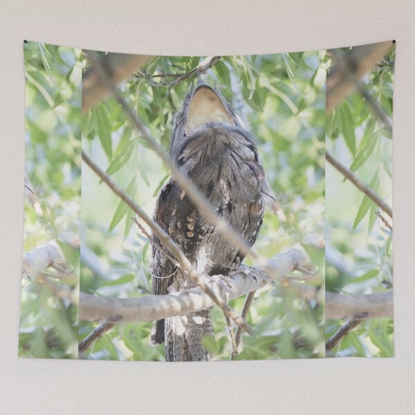 Item preview, Tawny Frogmouth - having a big yawn designed and sold by imaginethis.