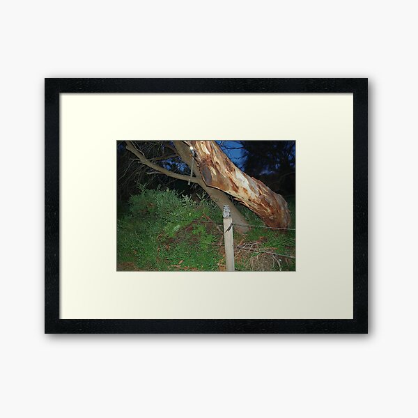 Item preview, Tawny Frogmouth - Coles Bay designed and sold by imaginethis.