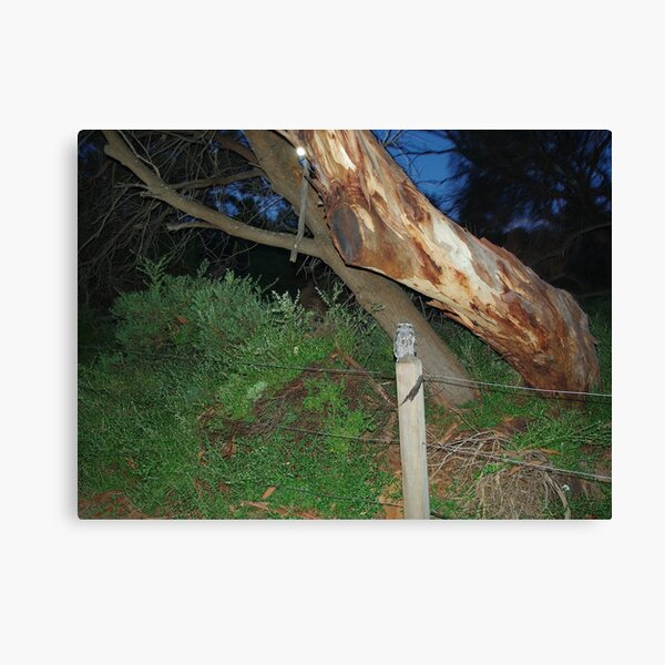 Item preview, Tawny Frogmouth - Coles Bay designed and sold by imaginethis.