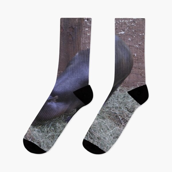 Item preview, A baby hippo grazing on grass at Nairobi National Park.  designed and sold by Jamesk82.