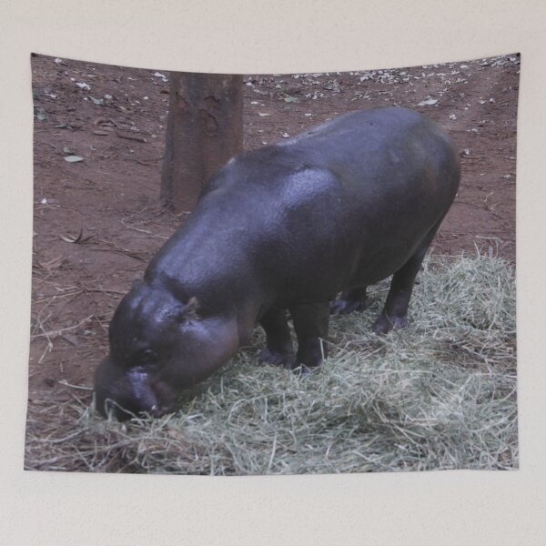 Item preview, A baby hippo grazing on grass at Nairobi National Park.  designed and sold by Jamesk82.