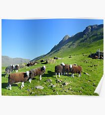 The Lake District: Herdwick Sheep & The Langdales. Poster