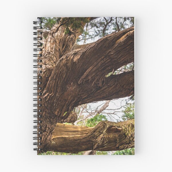 Item preview, Canopy of Ancient Junipers of Cape Osezaki, Japan designed and sold by Pix4Japan.