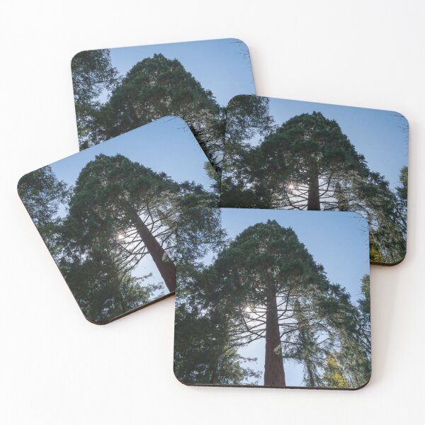 Item preview, huge tree viewed from below designed and sold by TW-Fotos.