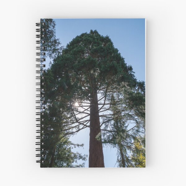 Item preview, huge tree viewed from below designed and sold by TW-Fotos.