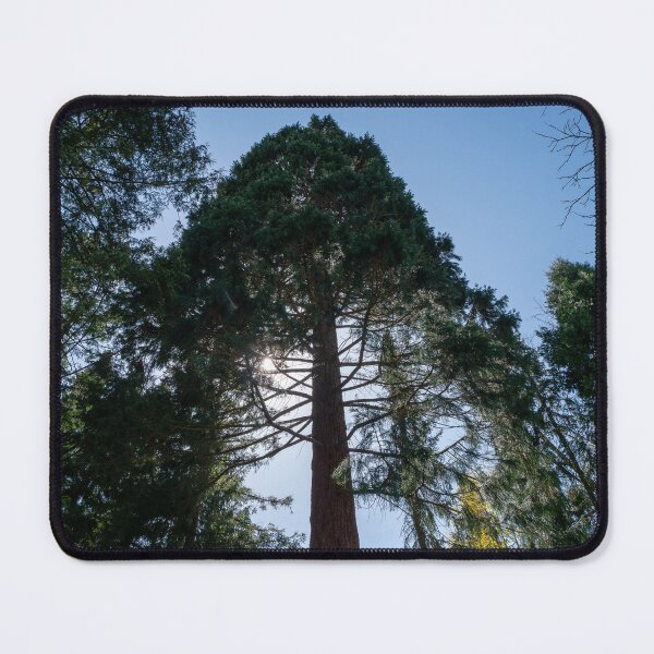 Item preview, huge tree viewed from below designed and sold by TW-Fotos.