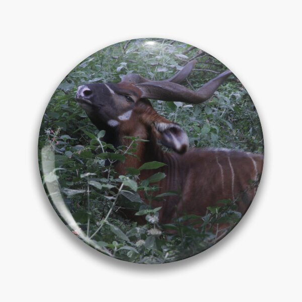 Item preview, Wildlife photography of the endangered bongo antelope at Nairobi National Park! designed and sold by Jamesk82.