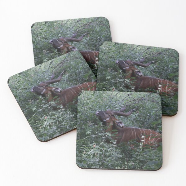 Item preview, Wildlife photography of the endangered bongo antelope at Nairobi National Park! designed and sold by Jamesk82.