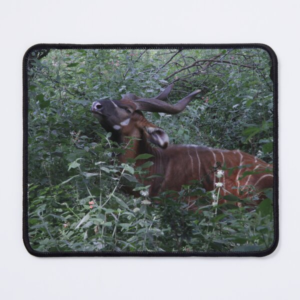Item preview, Wildlife photography of the endangered bongo antelope at Nairobi National Park! designed and sold by Jamesk82.