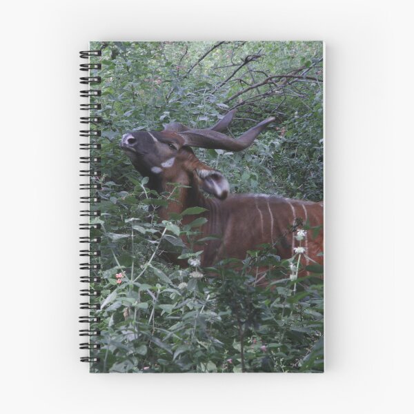 Item preview, Wildlife photography of the endangered bongo antelope at Nairobi National Park! designed and sold by Jamesk82.