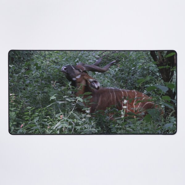 Item preview, Wildlife photography of the endangered bongo antelope at Nairobi National Park! designed and sold by Jamesk82.