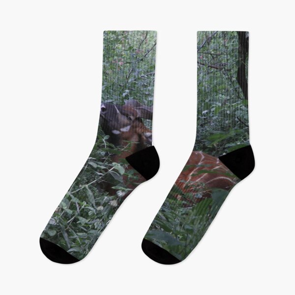 Item preview, Wildlife photography of the endangered bongo antelope at Nairobi National Park! designed and sold by Jamesk82.