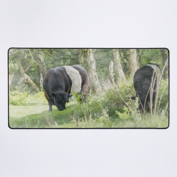 Item preview, Belted Galloways Watercolour Photograph designed and sold by Jane Stanley Photography.