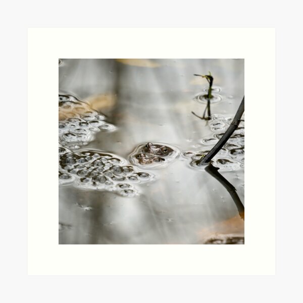 Item preview, In the making. European common brown frog designed and sold by Jouko Lehto Photography.