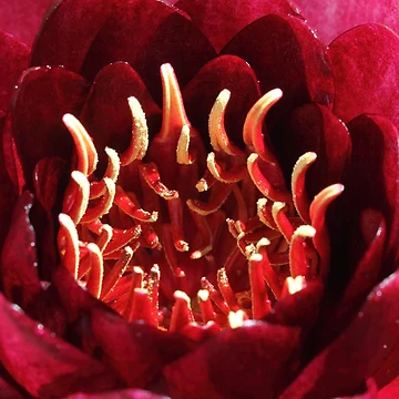 Artwork thumbnail, Poppy Close Up by Bill Rockenbeck