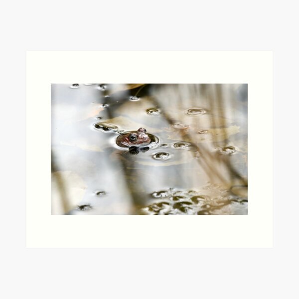 Item preview, In the pond. European common brown frog designed and sold by Jouko Lehto Photography.