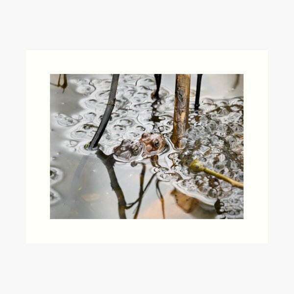 Item preview, Let's do some more. European common brown frog designed and sold by Jouko Lehto Photography.