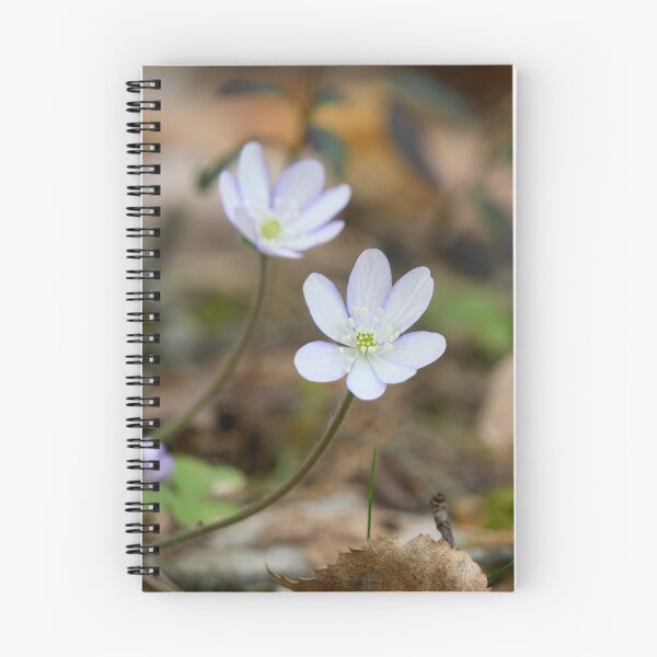 Item preview, Pale pale blue Hepatica designed and sold by Jouko Lehto Photography.