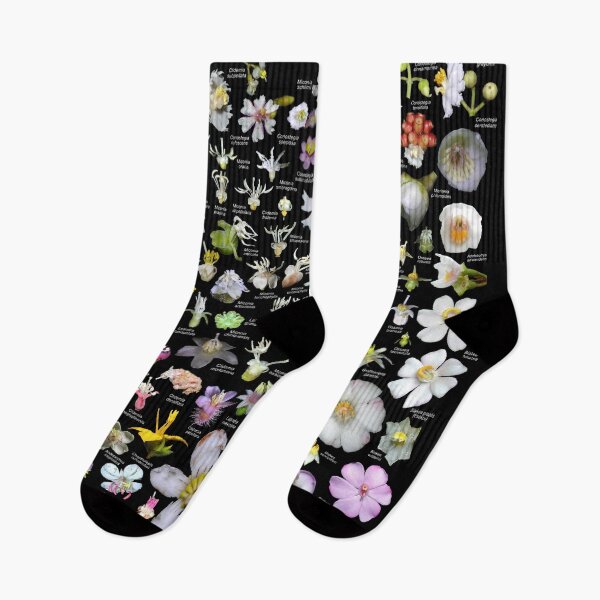 Item preview, Melastomataceae of Costa Rica (with black background) designed and sold by Ricardo Kriebel.