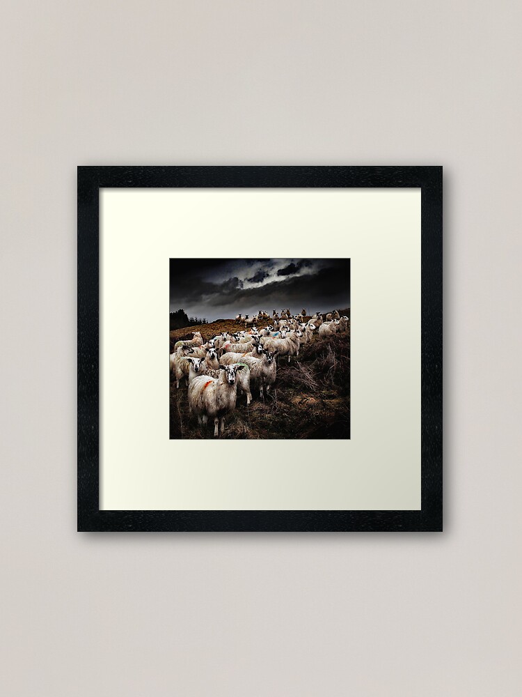 Thumbnail 1 of 7, Framed Art Print, Staring Sheep designed and sold by Coigach.