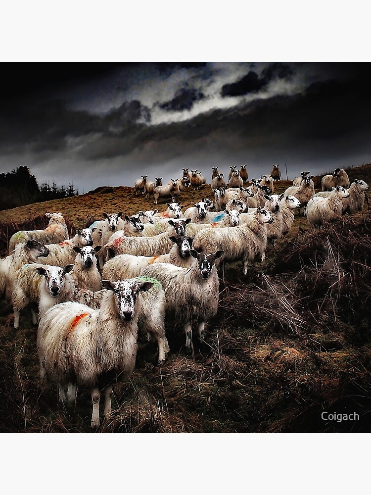 Thumbnail 7 of 7, Framed Art Print, Staring Sheep designed and sold by Coigach.