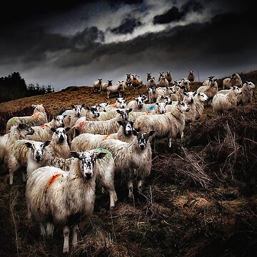 Artwork thumbnail, Staring Sheep by Coigach