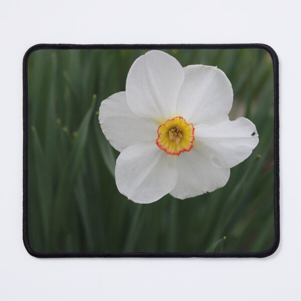 Item preview, Art by Mike Photography Photo Botany Flowers Nature Photography Leaves designed and sold by allartbymike.
