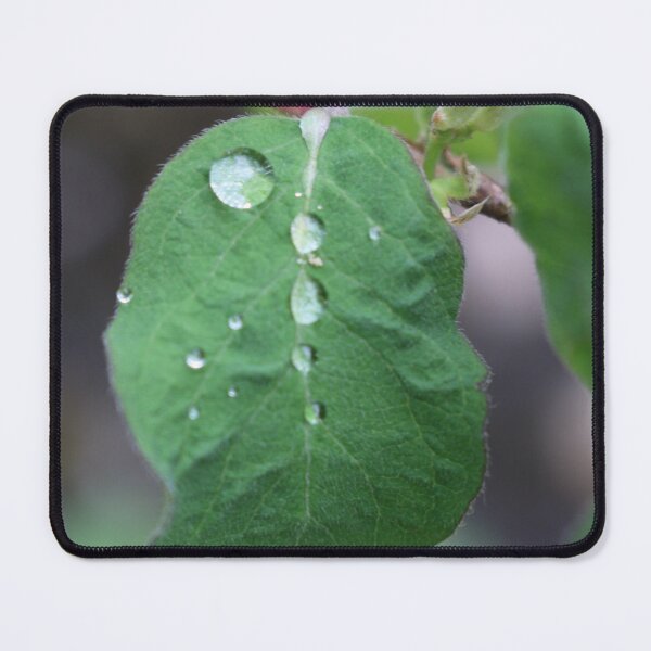Item preview, Art by Mike Photography Photo Botany Leaf with Water Drops designed and sold by allartbymike.