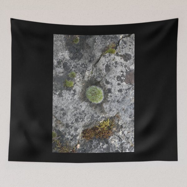 Item preview, Art by Mike Photography Photo Stone with mosses and lichens, weathered designed and sold by allartbymike.