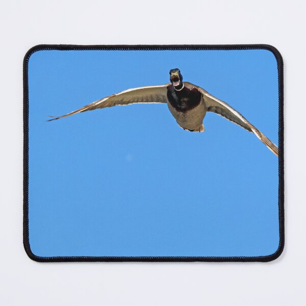Item preview, Male Mallard Duck flying with beak open designed and sold by lisavonbiela.