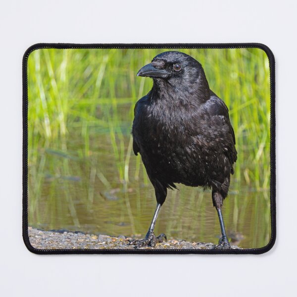 Item preview, Detailed American Crow portrait in the late-day sun designed and sold by lisavonbiela.