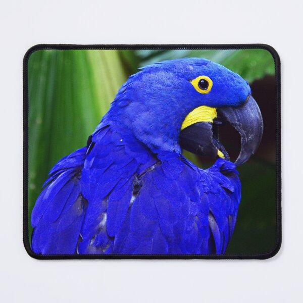 Item preview, Elegant Hyacinth Macaw Art Photo designed and sold by DEC02.