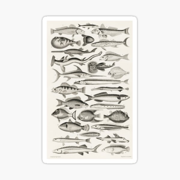 Fish Chart Sticker