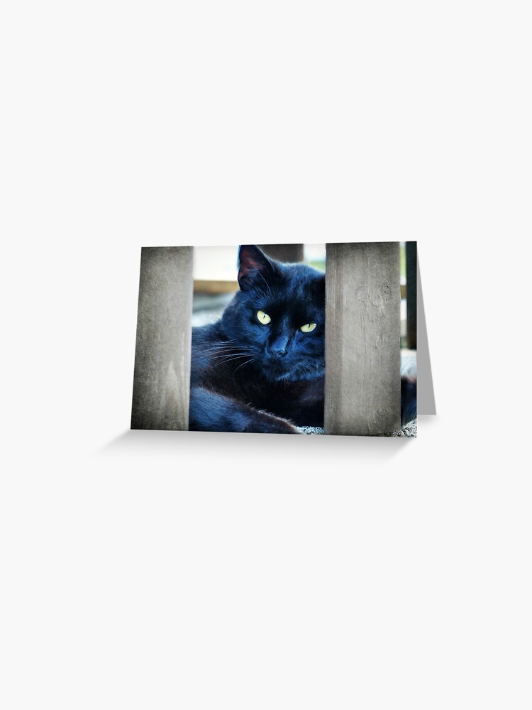 Carte De Vœux Petit Chaton Noir Par Frankiecat Redbubble