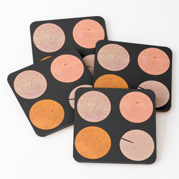 Item preview, Histology Set #5 – Blood Cells, Hyaline Cartilage & Compact Bone (Avian & Mammalian) Microscope Slides designed and sold by Paws-e-whiskers.