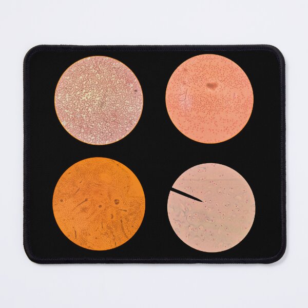 Item preview, Histology Set #5 – Blood Cells, Hyaline Cartilage & Compact Bone (Avian & Mammalian) Microscope Slides designed and sold by Paws-e-whiskers.