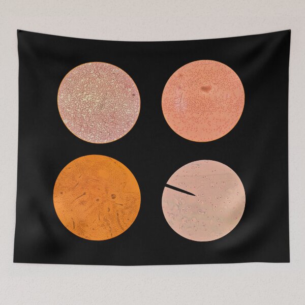 Item preview, Histology Set #5 – Blood Cells, Hyaline Cartilage & Compact Bone (Avian & Mammalian) Microscope Slides designed and sold by Paws-e-whiskers.