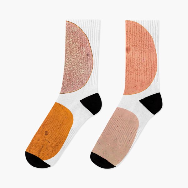 Item preview, Histology Set #5 – Blood Cells, Hyaline Cartilage & Compact Bone (Avian & Mammalian) Microscope Slides designed and sold by Paws-e-whiskers.