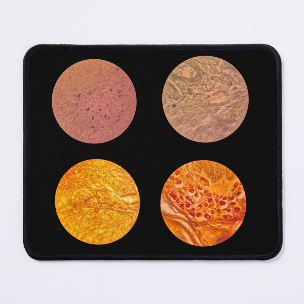 Item preview, Histology Set #6 – Multipolar & Pseudounipolar Neurons (Microscope Slides) designed and sold by Paws-e-whiskers.