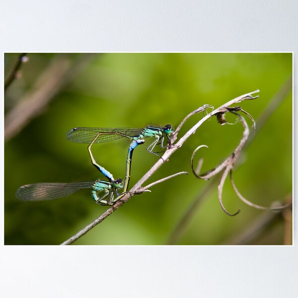 Item preview, Mating Damselflies designed and sold by Neil Bygrave (NATURELENS).