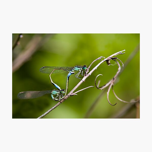 Item preview, Mating Damselflies designed and sold by Neil Bygrave (NATURELENS).