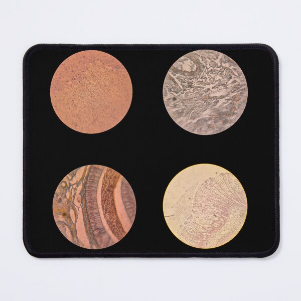 Item preview, Histology Set #8 – Brain, Retina, Connective Tissue & Cerebellum Microscope Slides designed and sold by Paws-e-whiskers.