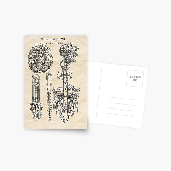Item preview, Vintage anatomy illustration #39 designed and sold by PixelBlissART.