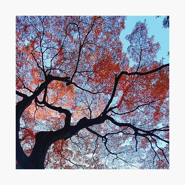 Item preview, Japanese Garden Red Autumn Leaves designed and sold by TalBright.