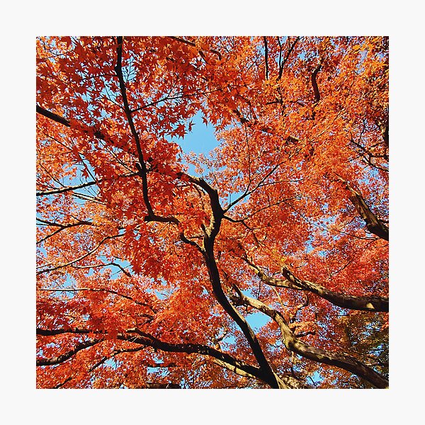Item preview, Japanese Garden Red Autumn Leaves Fall Foliage in Japan designed and sold by TalBright.