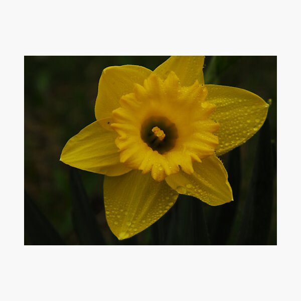 Item preview, daffydowndillo designed and sold by Nicole DeFord.