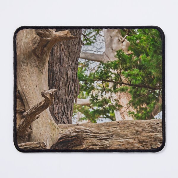 Item preview, Canopy of Ancient Junipers of Cape Osezaki, Japan designed and sold by Pix4Japan.