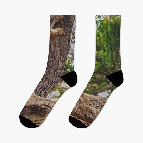 Item preview, Canopy of Ancient Junipers of Cape Osezaki, Japan designed and sold by Pix4Japan.