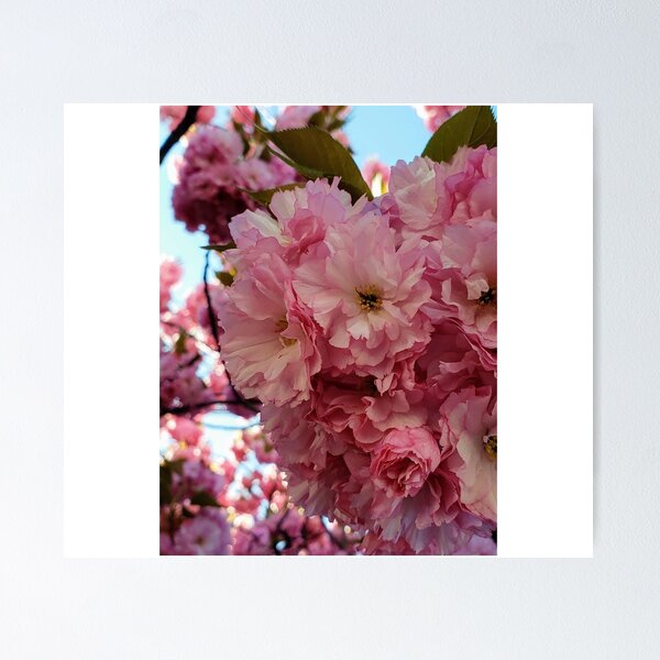 Item preview, Cherry Blossoms in Full Bloom – Spring Photography at Fairleigh Dickinson University designed and sold by thistledewcraft.