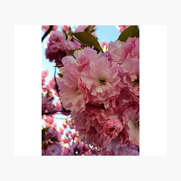 Item preview, Cherry Blossoms in Full Bloom – Spring Photography at Fairleigh Dickinson University designed and sold by thistledewcraft.